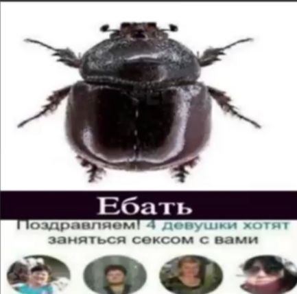 жук